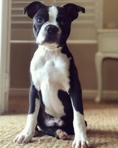 cute boston terrier puppy